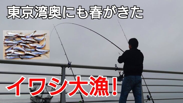 東京湾奥側も本格海釣りシーズン開幕！イワシが大漁!
