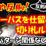 【シーバス】もはや反則！春シーバスを仕留めた切り札ルアー！○○パターンとか関係なく釣れます