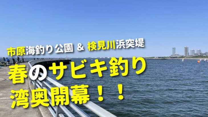 【東京湾奥サビキ釣り】春のシーズン開幕！鈴なりで釣れる美味しい回遊魚に狂喜乱舞！