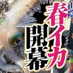 【春エギング調査】早速キロアップ！？今年は爆釣の予感！皆で春イカ釣りに出よう！！