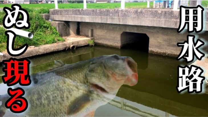 あの釣具メーカーと用水路でバス釣りコラボ！（ブラックバス）（春バス）（デカバス）