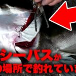 【急げ】水面爆発！！巨大シーバスがこの場所で釣れています！！