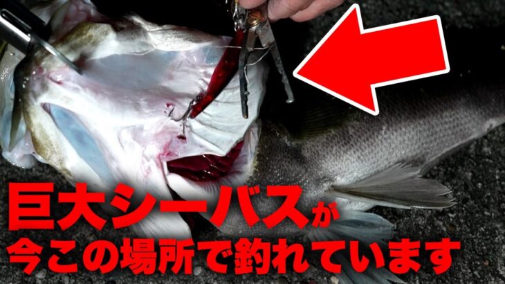 【急げ】水面爆発！！巨大シーバスがこの場所で釣れています！！