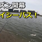 春の多摩川でデイシーバス狙って釣りしてみた