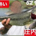 【埼玉バス釣りポイント】今が熱いぞ！でかいラージ釣りたいなら幸手だ【ブラックバス】