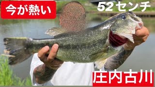 【埼玉バス釣りポイント】今が熱いぞ！でかいラージ釣りたいなら幸手だ【ブラックバス】