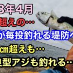 良型アジ！デカサバ！ギガサバ！連発する堤防へ…