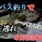 【福岡釣り】今年初コウイカ＆シーバス釣り!春が来た⁉