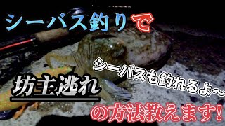 【福岡釣り】今年初コウイカ＆シーバス釣り!春が来た⁉