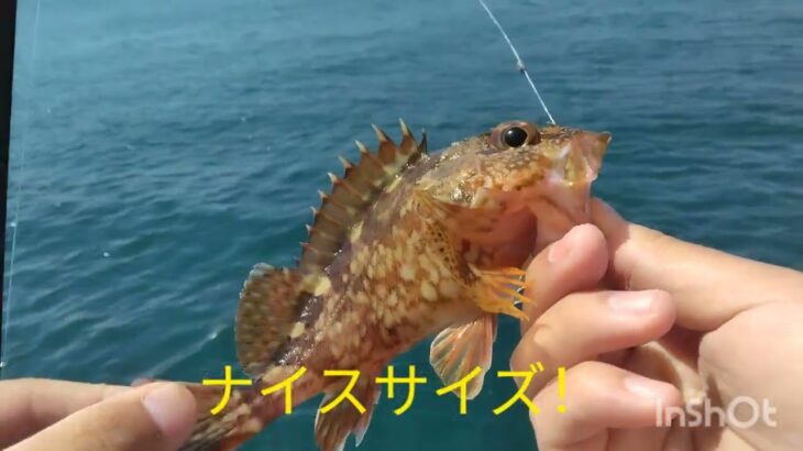 呉で投げ釣りとサビキ釣り～～