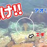 【エギング】でか見えイカに膝ガクブルの男