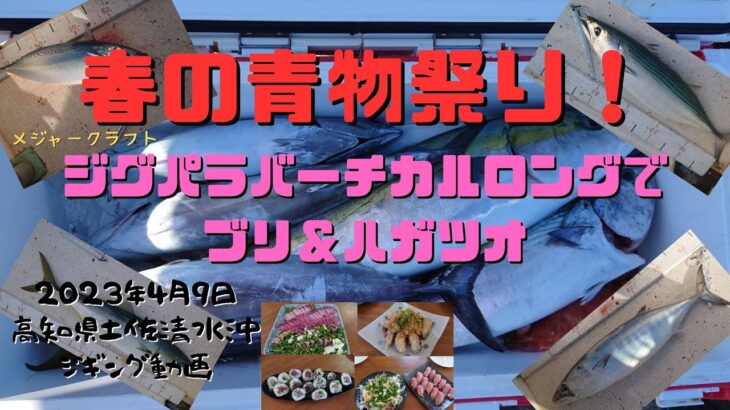 ジギング春のブリ祭り！ジグパラバーチカルロングでブリ＆ハガツオ大爆釣！