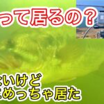 【バス釣り】釣れないので、カメラを琵琶湖に突っ込んでバスが居るのか探してみた【水中映像】