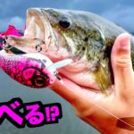 【バス釣り】ルアーを初めて見るブラックバスは何が好みか試してみた結果ゴールデンウィークはこれがいいぞ！