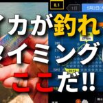 春イカを「狙って釣りたい」なら絶対抑えたい、イカが釣れるタイミングの簡単な見極め方を教えます。