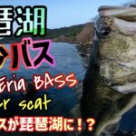 【琵琶湖バス釣り】ある意味希少！？琵琶湖ロックエリア最弱のバス！？春のカバースキャットでデカバスだが…？？季節は進んで春バスは産卵！難しい季節にどうやってバスを釣るのか？ネコリグの使い方も解説