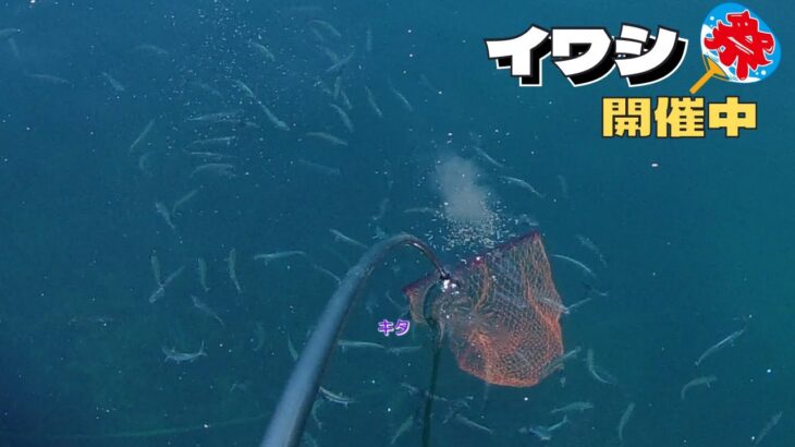 イワシの大群接岸中！釣って、掬って、捌いて食べる。うまいんだな、これが。