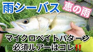 恵の雨！シーバス高活性！マイクロベイトパターン！