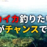 デカいイカを釣りたい人、今こそエギングに行ってください！！