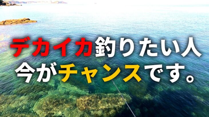 デカいイカを釣りたい人、今こそエギングに行ってください！！