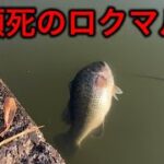 【瀕死のロクマルを助けたい】琵琶湖で釣った人生初ロクマルは見るも無惨な姿で…【バス釣り】