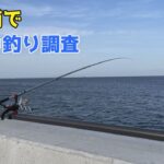新福浦でサビキ釣り調査