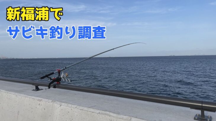 新福浦でサビキ釣り調査