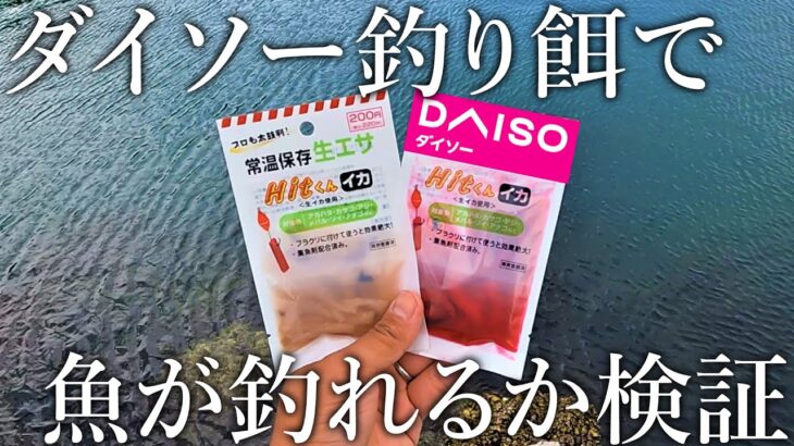 【ダイソーから釣り餌が登場！】常温保存できる格安の「生イカ」で魚は釣れるのか？実釣検証しました