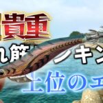 【エギング】入手困難？！　転売され続ける貴重なエギを使ってみた結果・・・