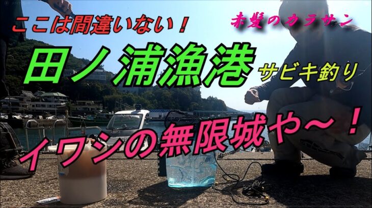 【サビキ釣り】和歌山田ノ浦漁港サビキ釣り　イワシ無限に釣れる