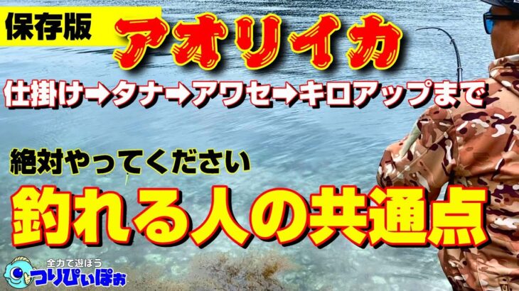 【保存版】アオリイカのウキ釣りを徹底解説。キロ超お見せします。※つりぴぃぽぉの考え方です。