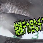 チヌじゃなくてシーバスが釣りたい春の日の雨