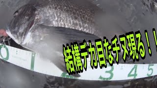 チヌじゃなくてシーバスが釣りたい春の日の雨