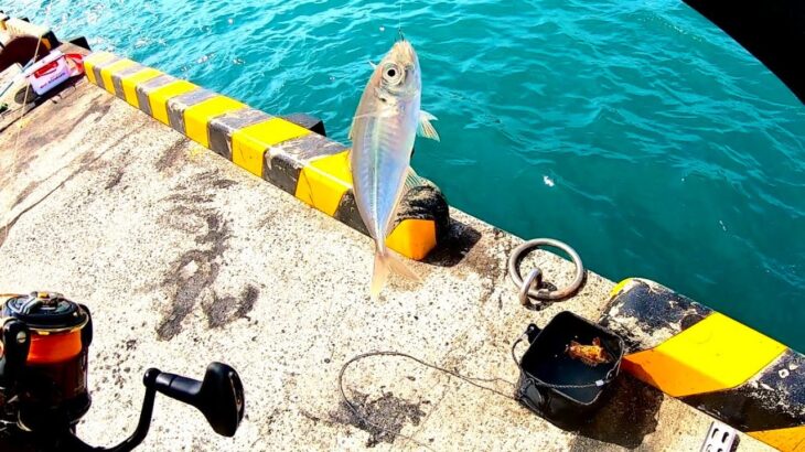 サビキで釣れないときのアジを釣る方法