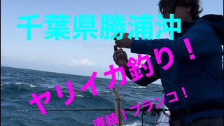 千葉県勝浦沖のヤリイカ釣り❗️