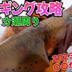 春エギング攻略！爆釣はこの潮周りが最高！今年の釣れる日程暴露