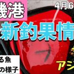 【大磯港釣果情報！】アジ、サバ釣れてる？！サビキ釣りシーズン到来！