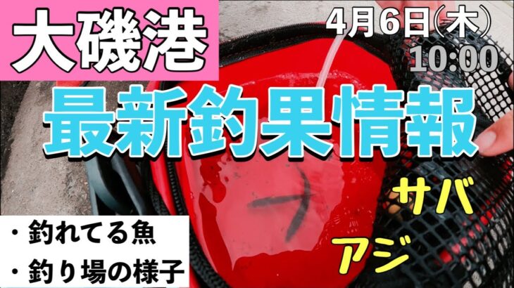 【大磯港釣果情報！】アジ、サバ釣れてる？！サビキ釣りシーズン到来！