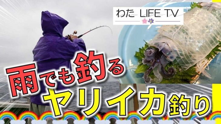 朝一釣果・過去最高！「イカ釣り」釣り最高！