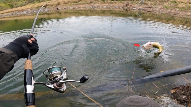 ここ最近、毎日デカバスが釣れてる… ヤバいルアーを公開します「春のバス釣り」「野池」「初心者」