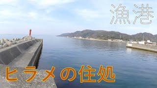 漁港で釣りをしたらヒラメの住処だったので連発しちゃった件