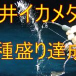 イカメタル 釣り方 ヤリイカ ケンサキイカ（マイカ） スルメイカ！  福井 敦賀 おすすめスッテ ドロッパー #イカメタル  #イカ釣り