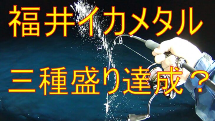 イカメタル 釣り方 ヤリイカ ケンサキイカ（マイカ） スルメイカ！  福井 敦賀 おすすめスッテ ドロッパー #イカメタル  #イカ釣り