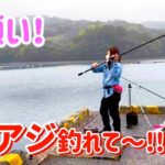 【ぶっこみサビキ】アジって幻の魚だっけ？