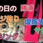 今回は雨の勝浦でアジサビキ釣りとアジングメイン動画です★