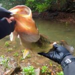 毎年、４月～５月にデカバスを釣りまくってるルアーがコレなんです「春のバス釣り」「野池」「初心者」