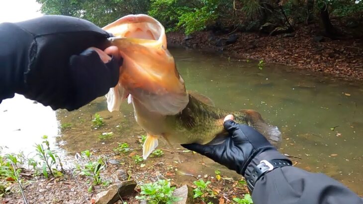 毎年、４月～５月にデカバスを釣りまくってるルアーがコレなんです「春のバス釣り」「野池」「初心者」