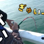 スーパーのイカを1匹丸ごとつけて釣りしたら、超超超高級魚が！姿作りにします。