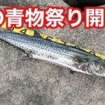 【激熱】106㎝サワラに青物釣れまくり！大量のイワシが入りました！！【ショアジギング】