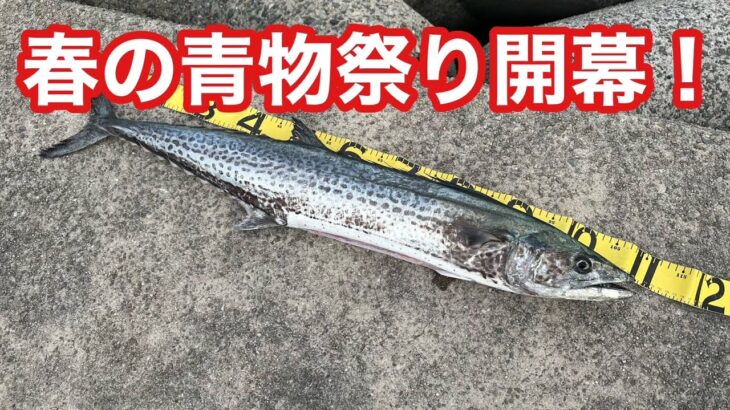 【激熱】106㎝サワラに青物釣れまくり！大量のイワシが入りました！！【ショアジギング】